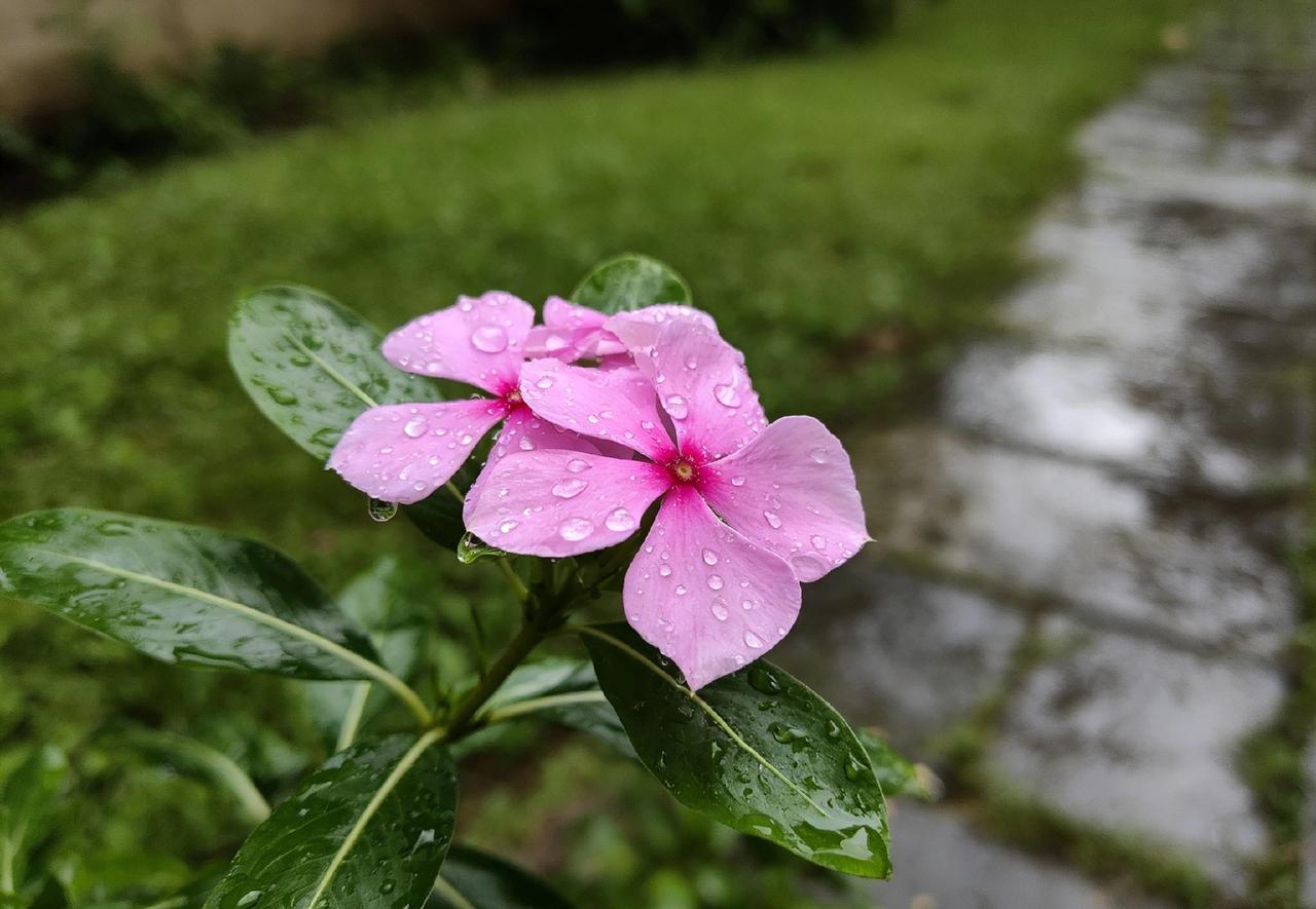 随手拍的雨后最美的花朵