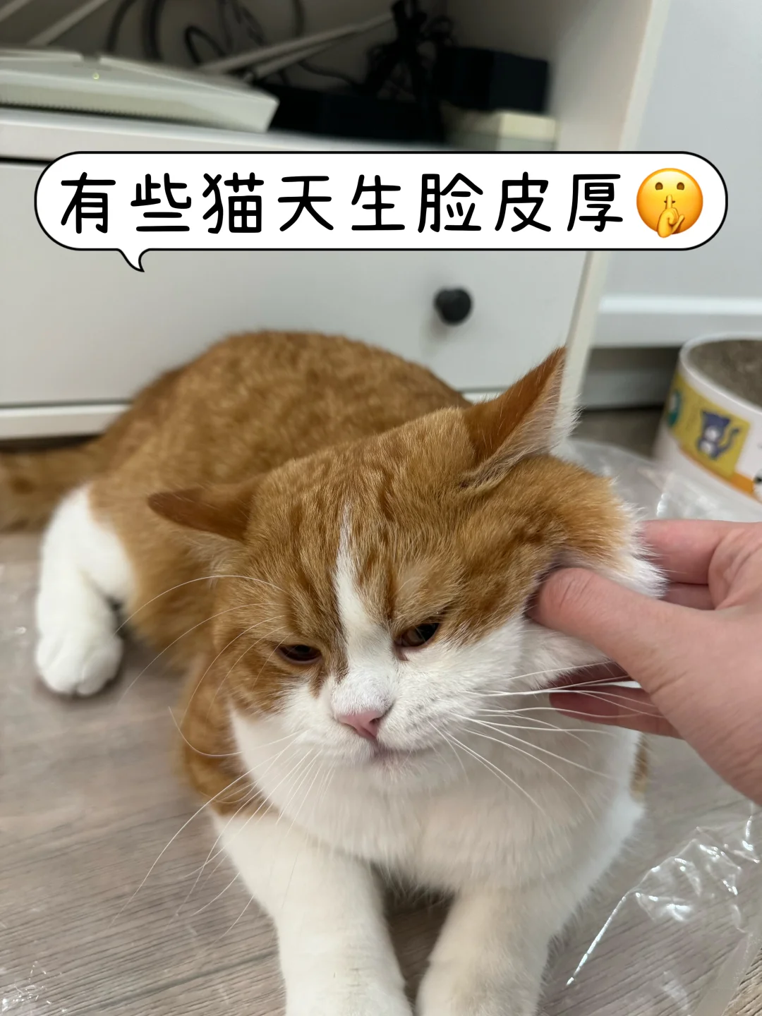 馋嘴小猫吃穷我