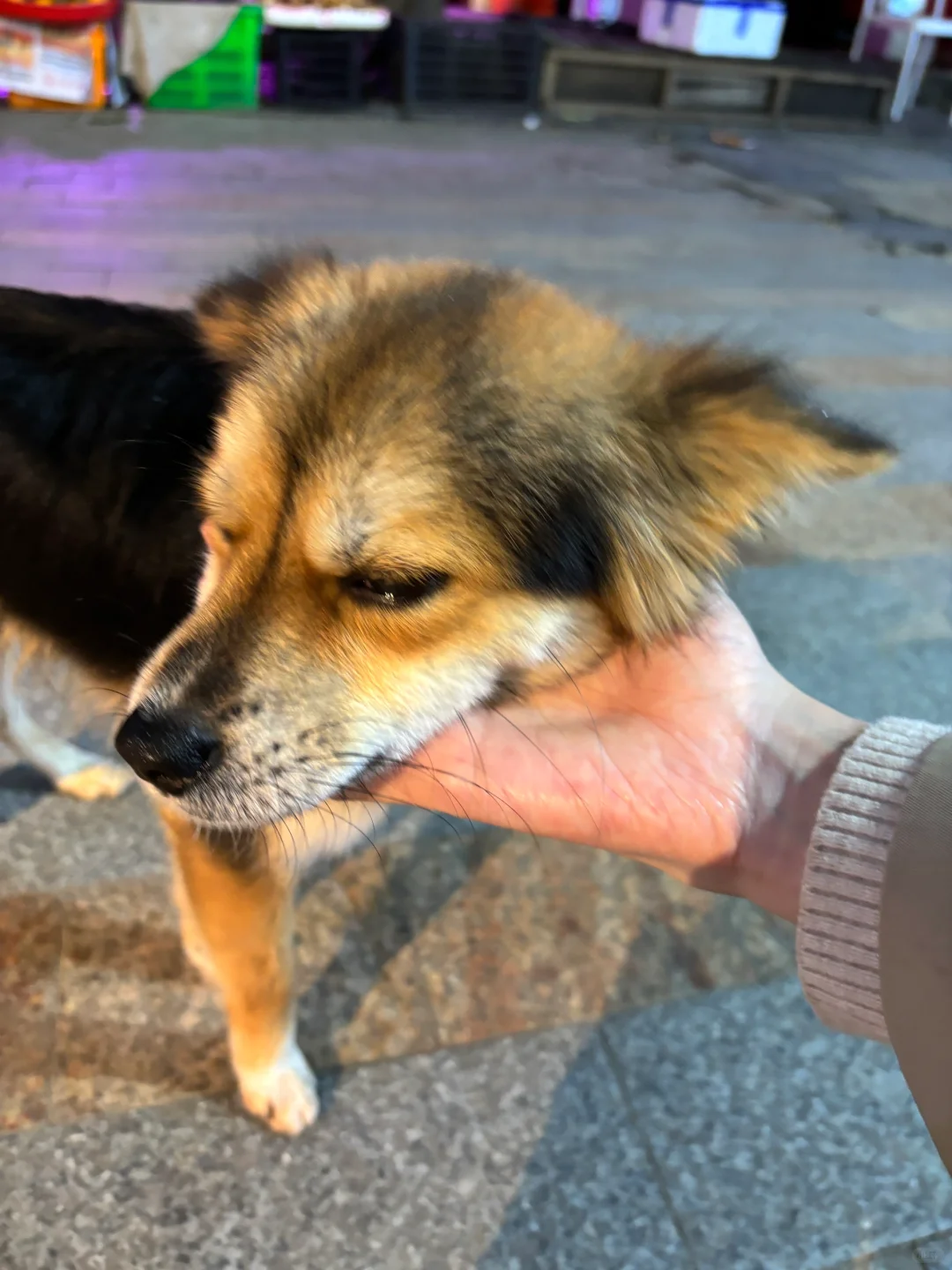 小学生说它长得好像一匹狼！