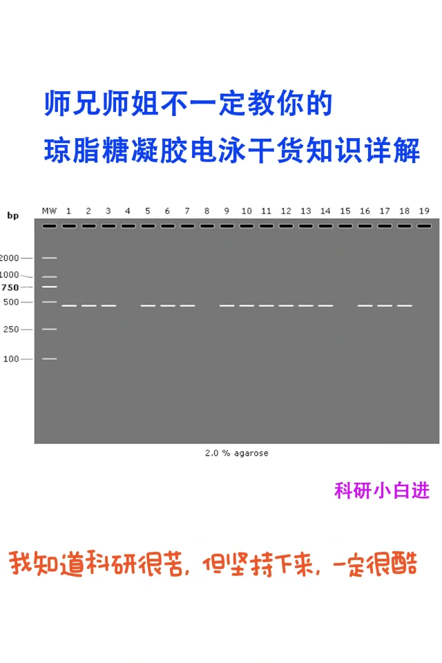 师兄师姐不一定教你的琼脂糖凝胶电泳干货