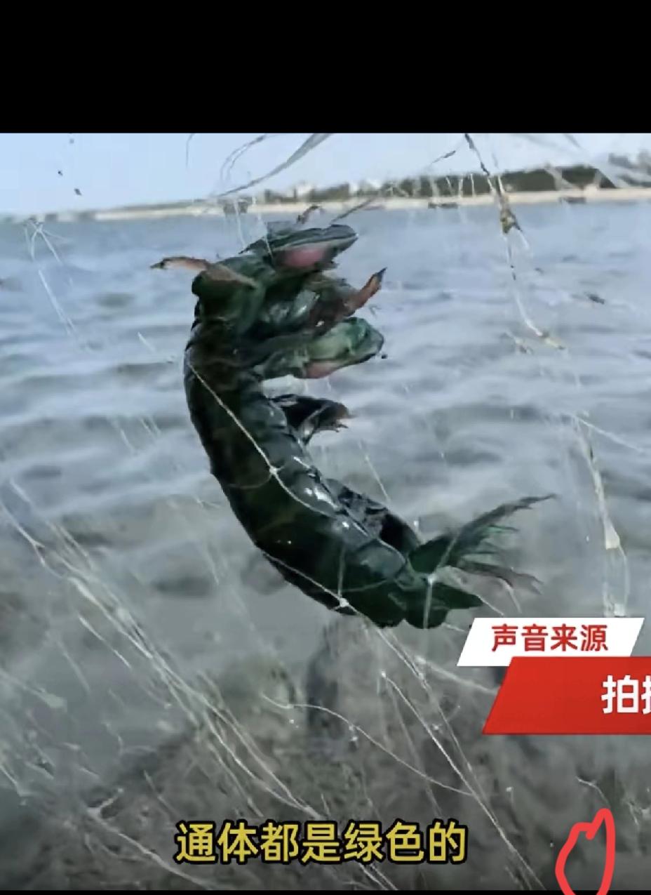 海边偶遇漂亮“绿虾”别乱碰，一时好奇可能酿成大祸
 
海南一对夫妻好心解救被网缠
