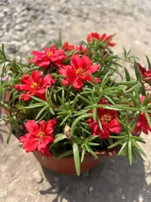 【“宁做闭口虎，不当碎嘴奴”】
闭口虎‌：
虎为百兽之王，威严不怒自威。闭口非怯