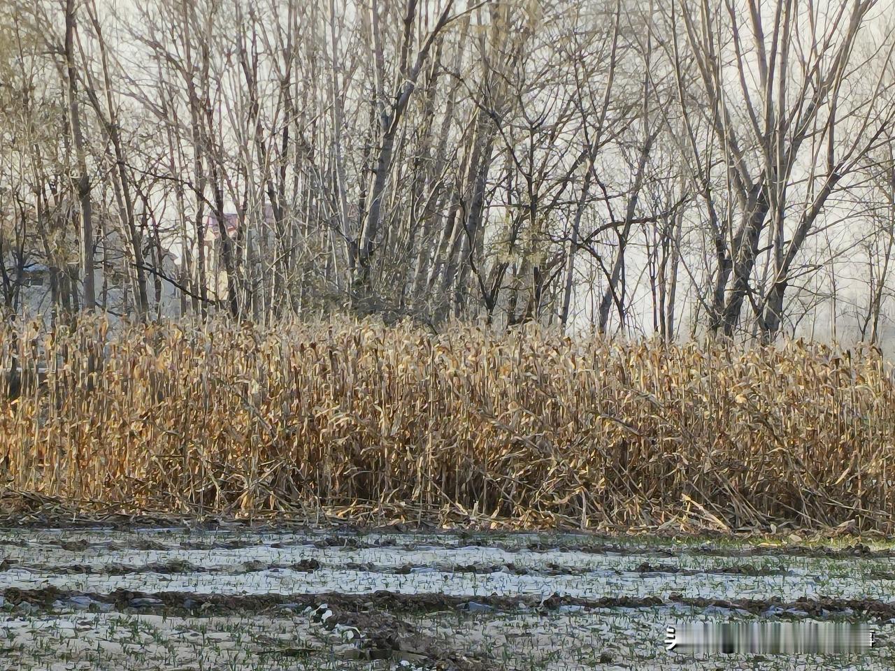 一张图证明冬天来了 冬日田野的宁静，枯黄的玉米地与光秃的树木相映成趣。