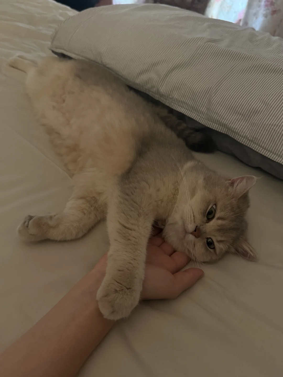 想看看小猫睡你旁边的样子