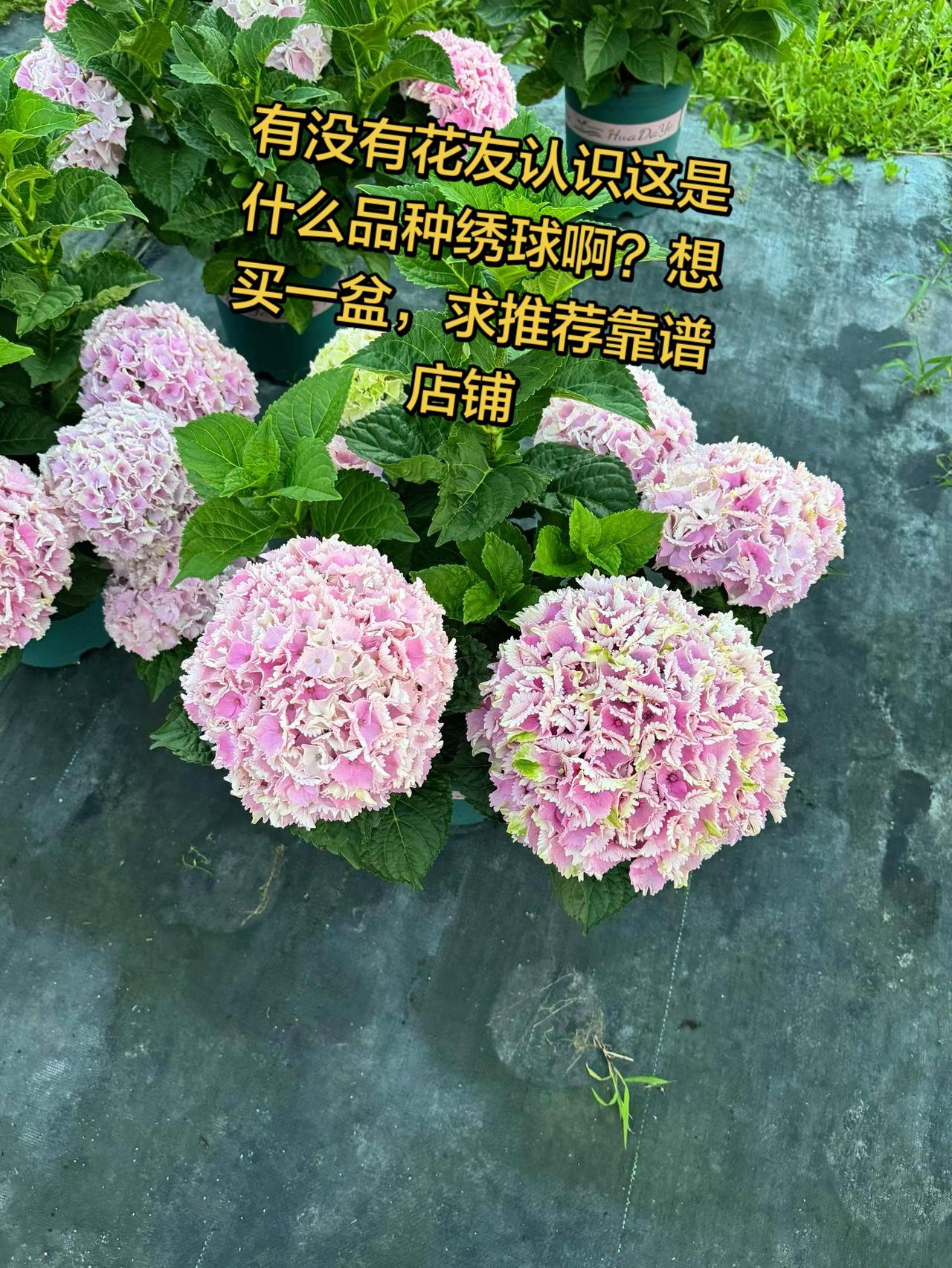 有没有认识这是什么品种绣球的？绣球养护 秀出你的花花世界 上热门盆栽绣球花 绣球