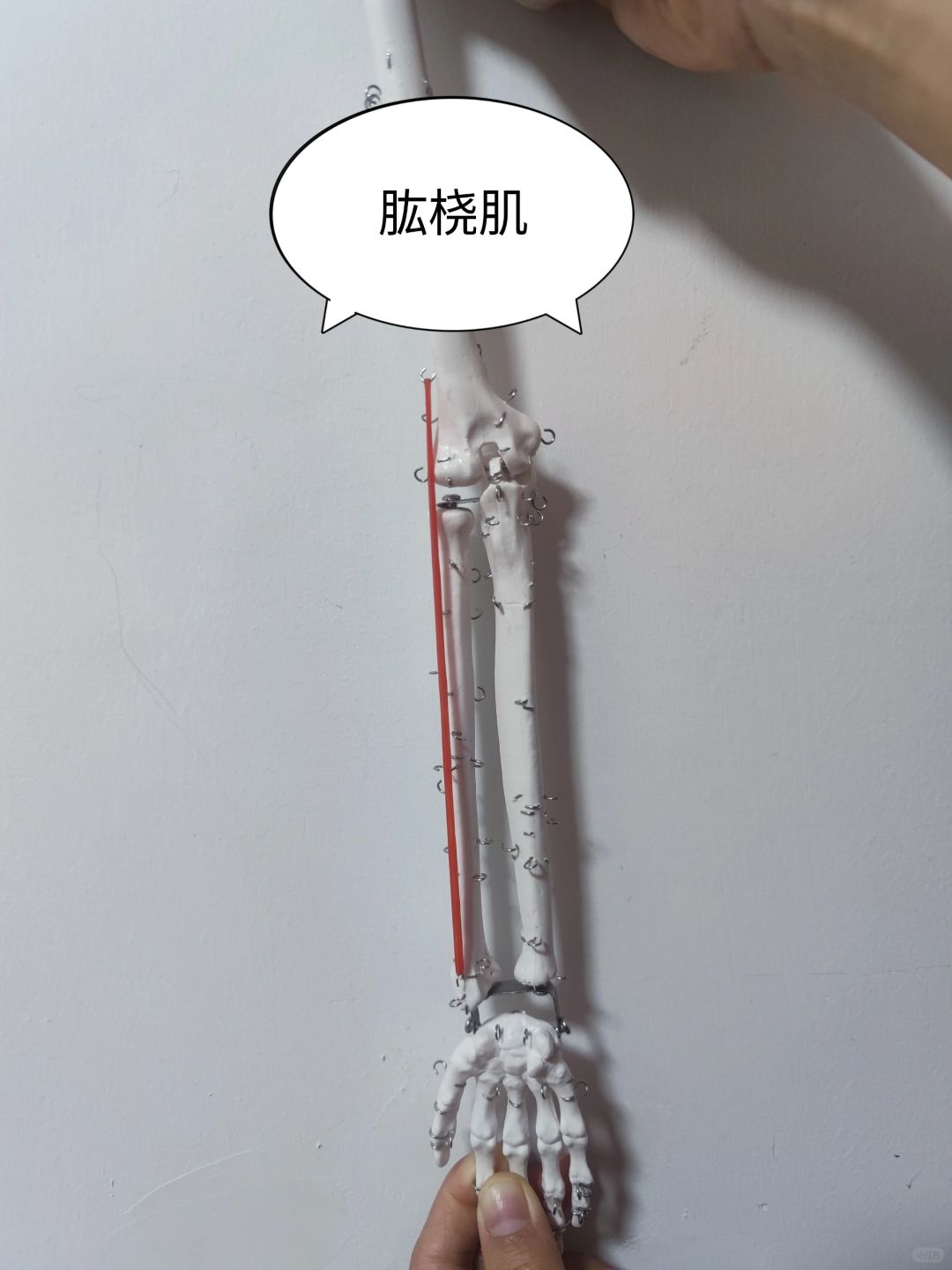 肱桡肌