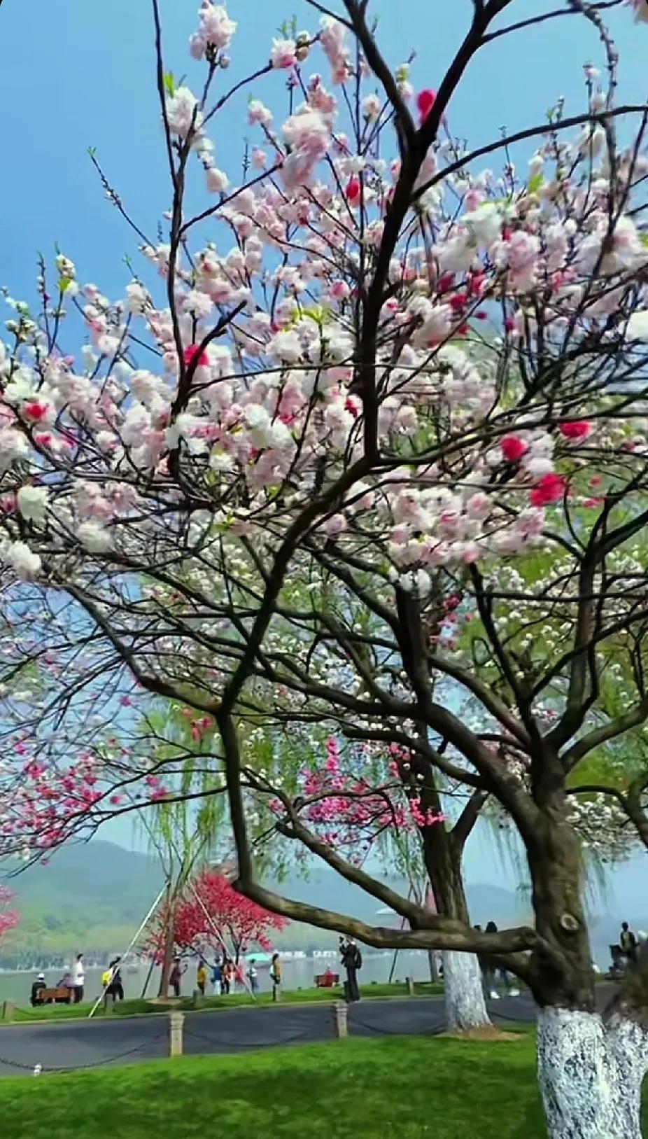 樱花树下，春光无限好，快来打卡吧！春日风景打卡 美景树花开 赏樱胜地打卡 赏花打