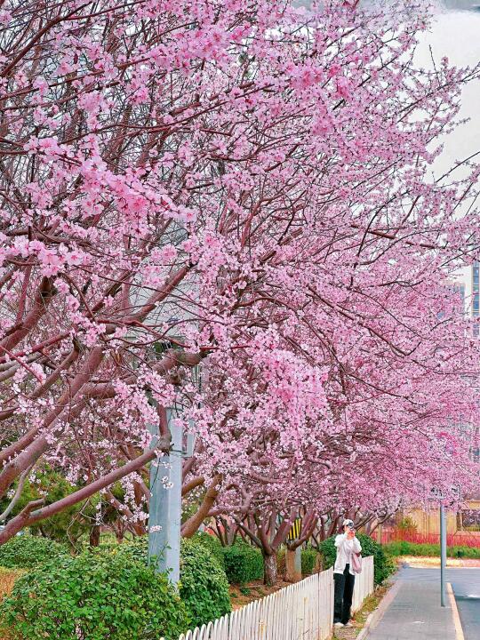 别再去十里堡人挤人❗️我发现无人花海上春山
