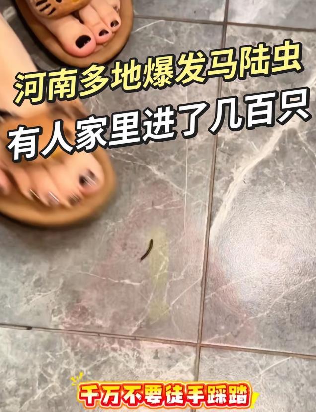 河南多地爆发马陆虫，家里看到千万别踩！最近不少河南网友反映，家中大批涌入马陆虫，