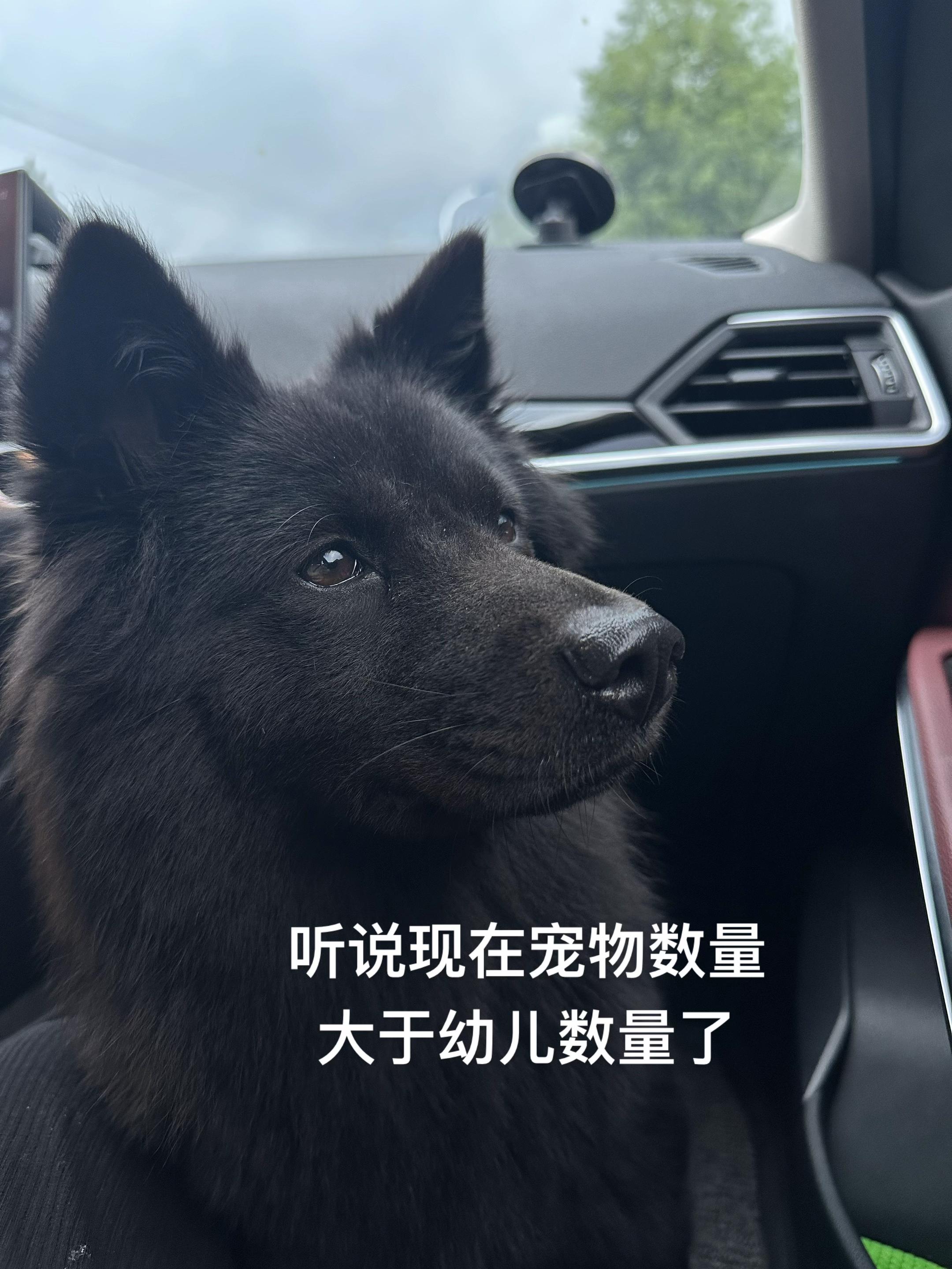 五黑犬 中华田园犬