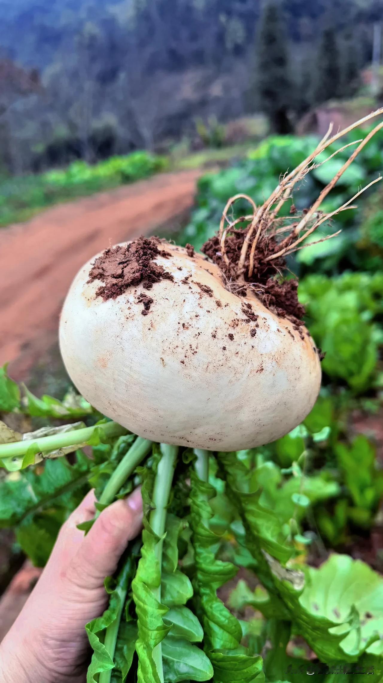 分享几张家乡的田野照片四川的冬天，太治愈了！