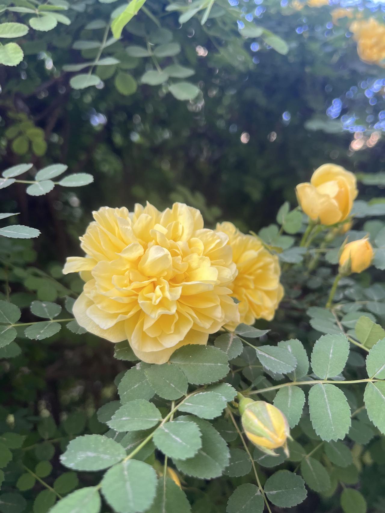 看看花、跑跑步，睡午觉，读了半下午的书，休假的感觉真好。