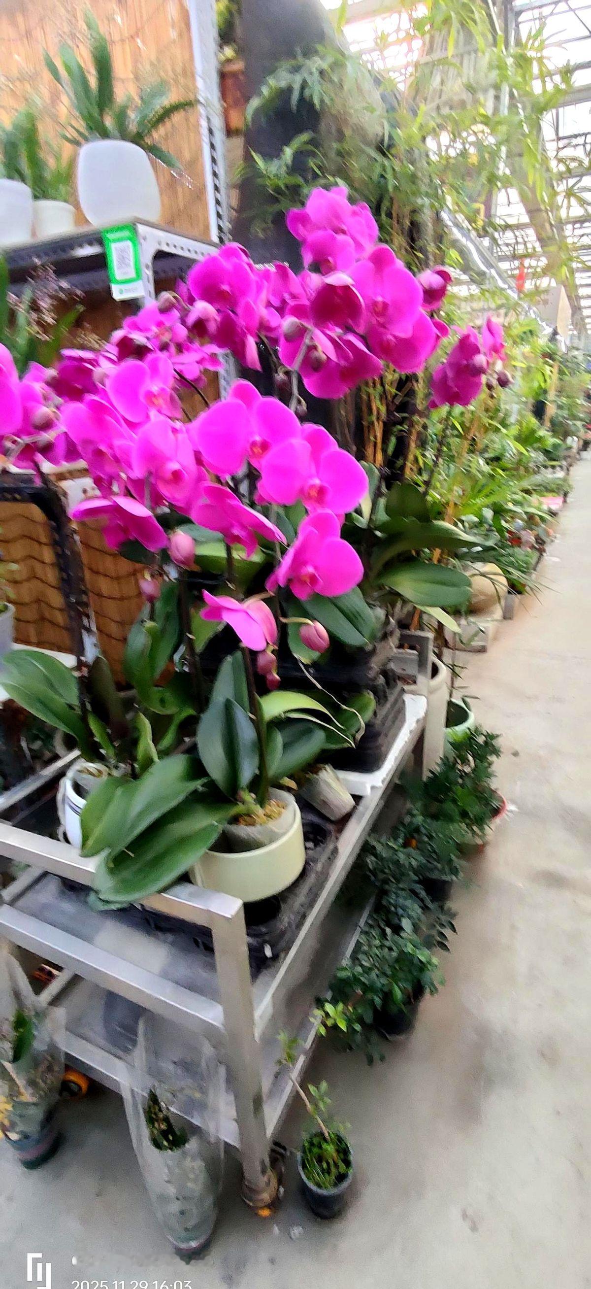 我发现，在我们村子里，上代人善良仗义厚道，后代们日子过得都很顺当，子女也争气。