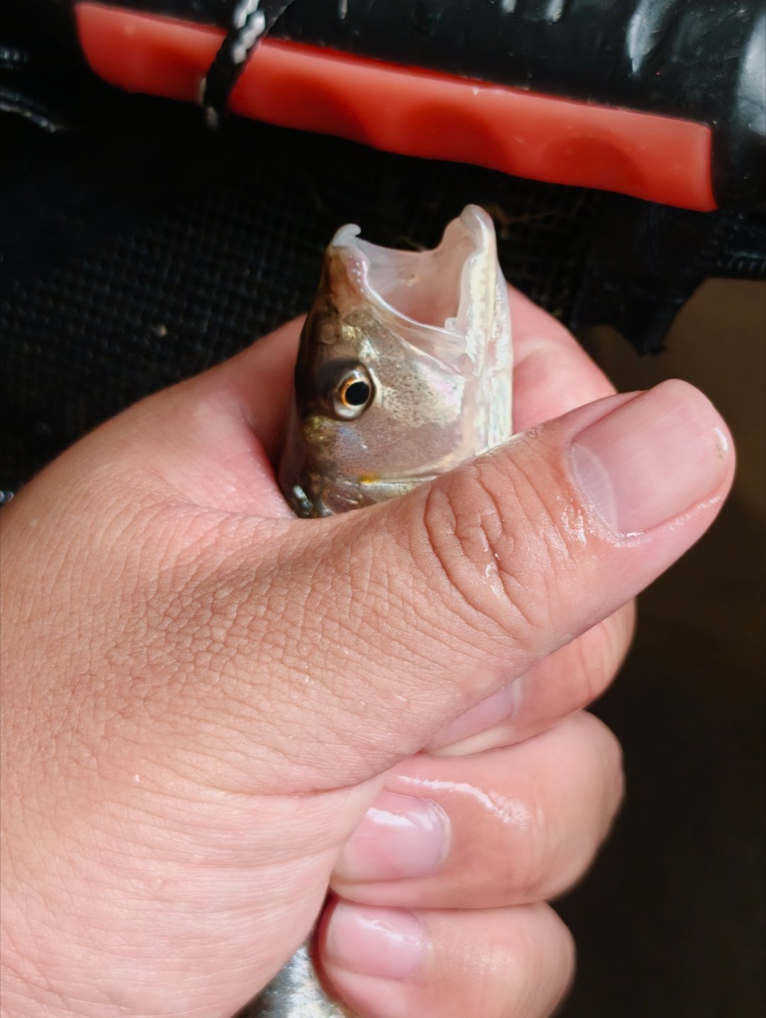 今天的溪流钓，2 小时钓了这么点也就够我一个人吃，也有一盘了，还有几条嘎了，修了