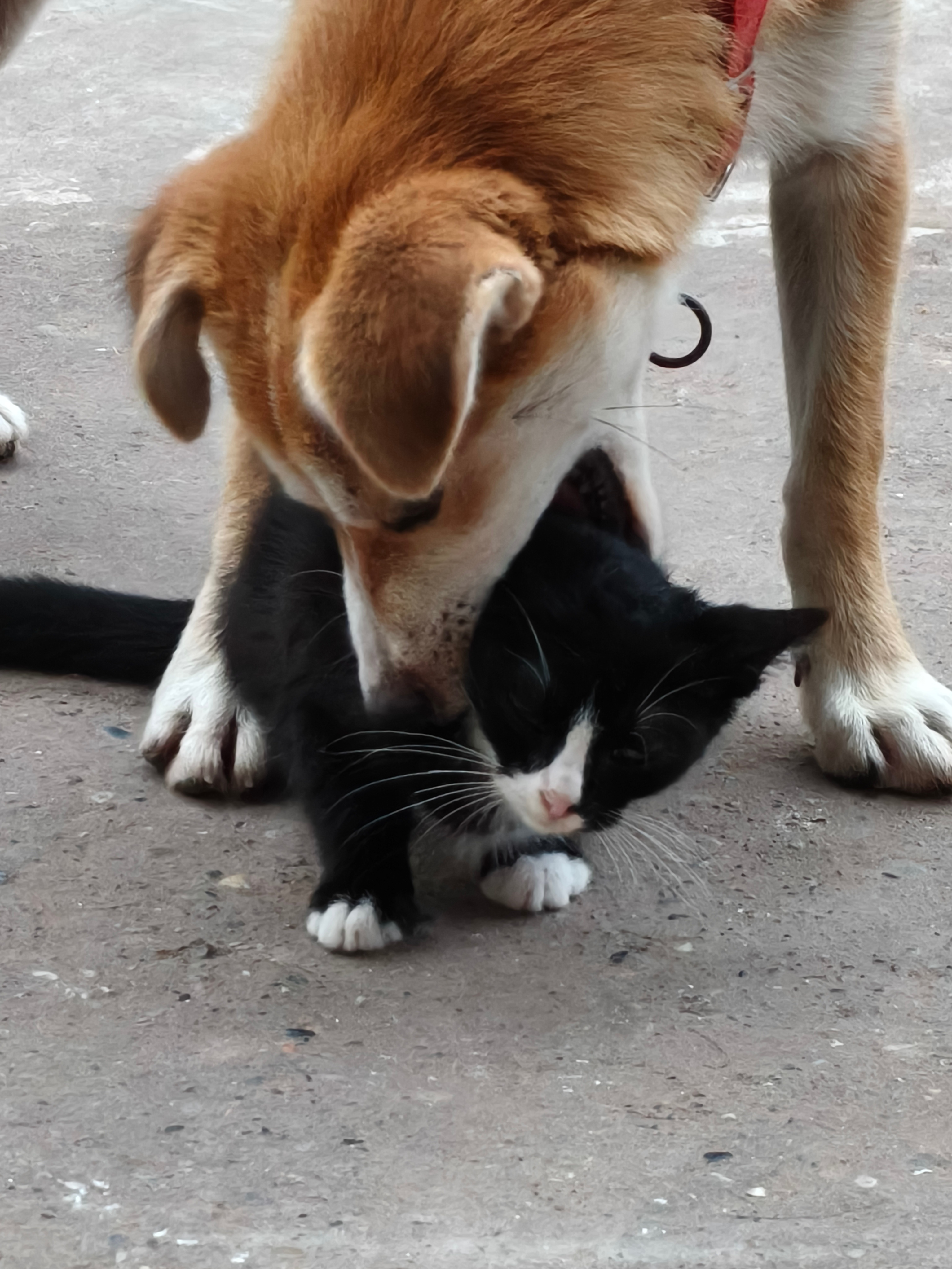 🐈:你别咬我！你别闻我！ 
