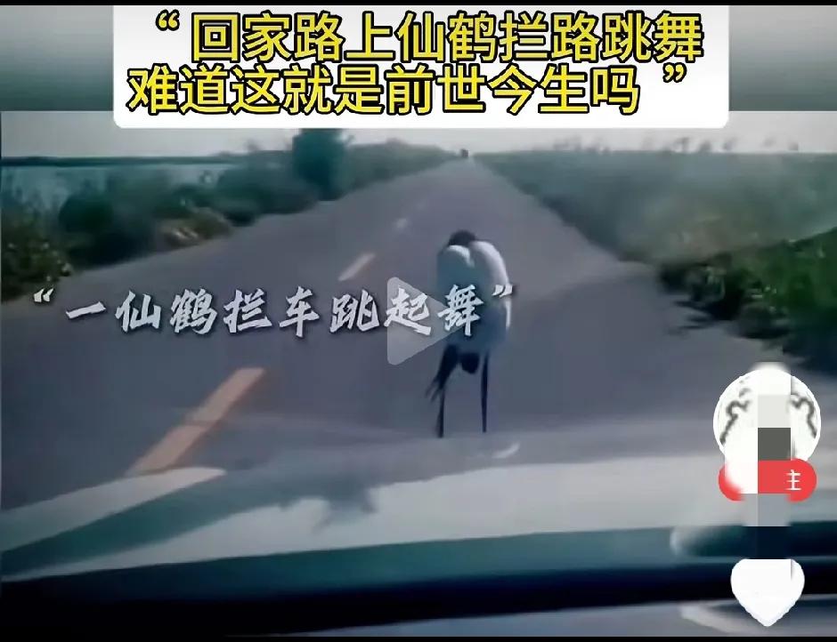 仙鹤拦路跳舞？既是假的，但愿是真的。难道这就是前世今生？

近日看到一网友发的视