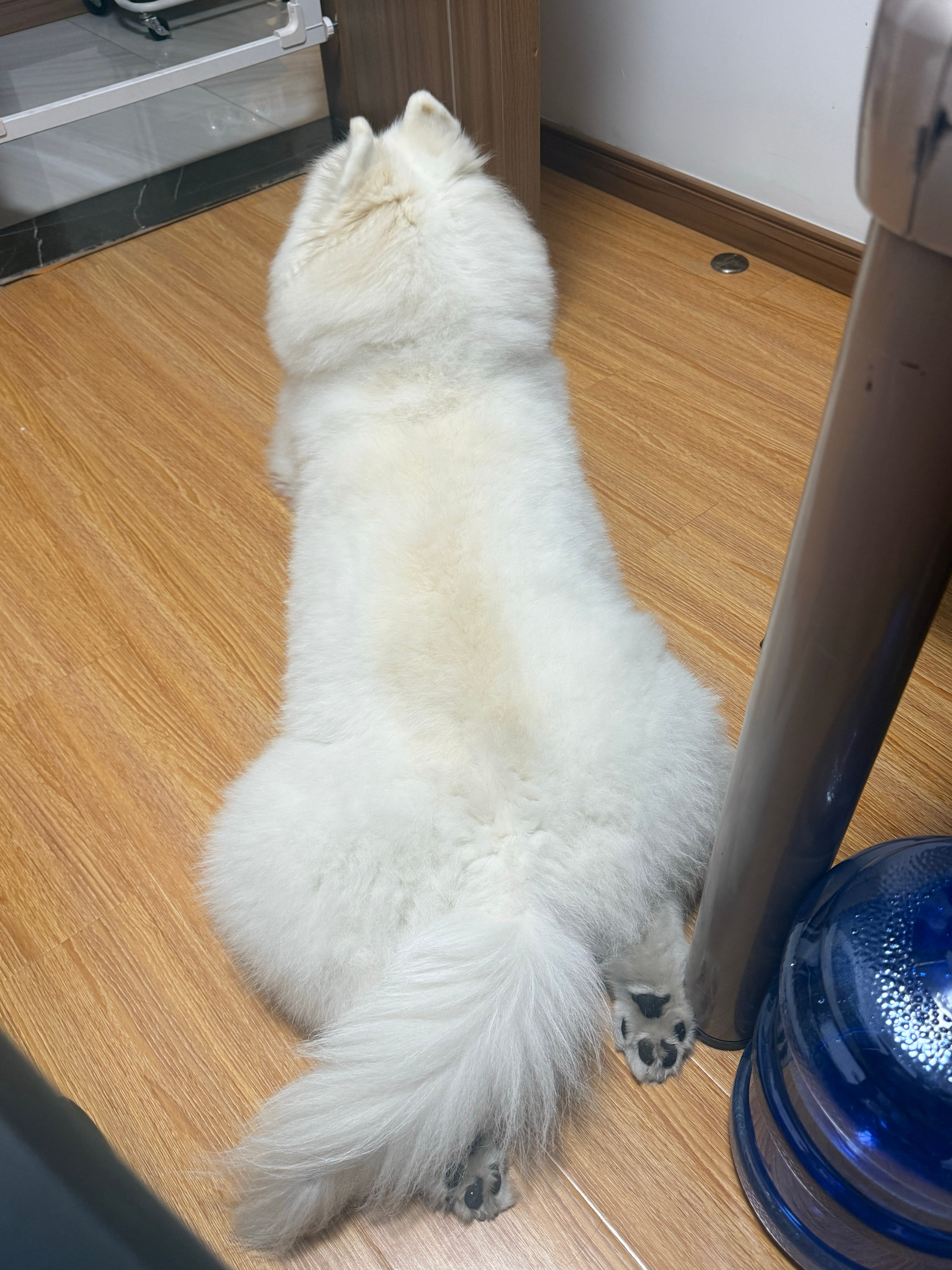 黢黑两个蹄花…… 