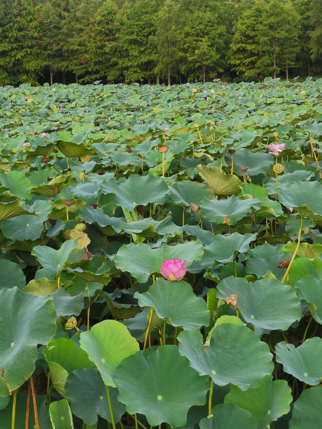 7月27日，“中国存储芯片第一股”长鑫科技上市。从连年亏损到业绩爆发跻身全球第四