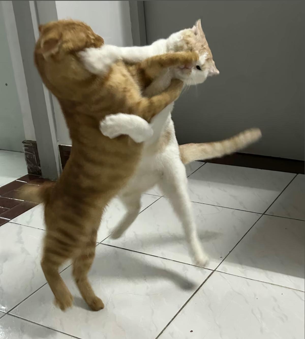 两大猫皇御前决斗！🥊
一个全力锁头，一个奋力格挡，后腿腾空，战况直接拉满。
旁
