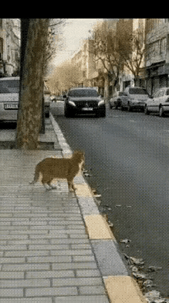 现在狗都学会碰瓷了？