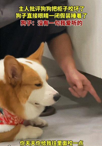 笑不活了！河南，当主人批评狗狗把柜子咬坏时，没想到狗狗竟然心不在焉的，还直接眼睛