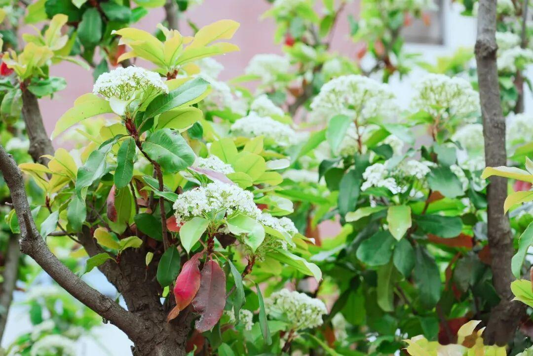 石楠开尽，人间暮春～ 