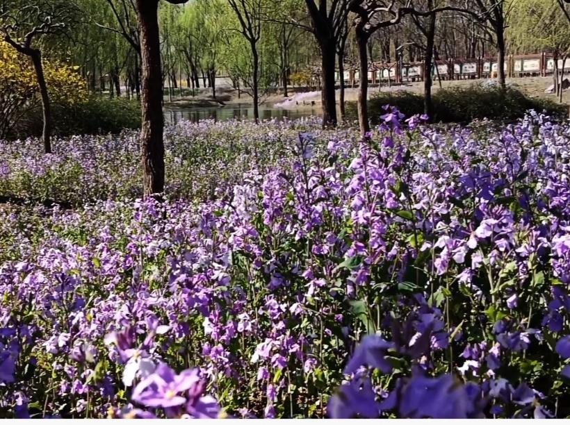 早饭后，儿子告诉我他今天要去办事，能顺便把我们带到将府公园，问我们去不去。这哪有