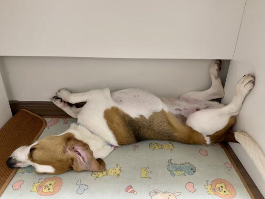 每天除了吃就是睡，都想给它找个班上了