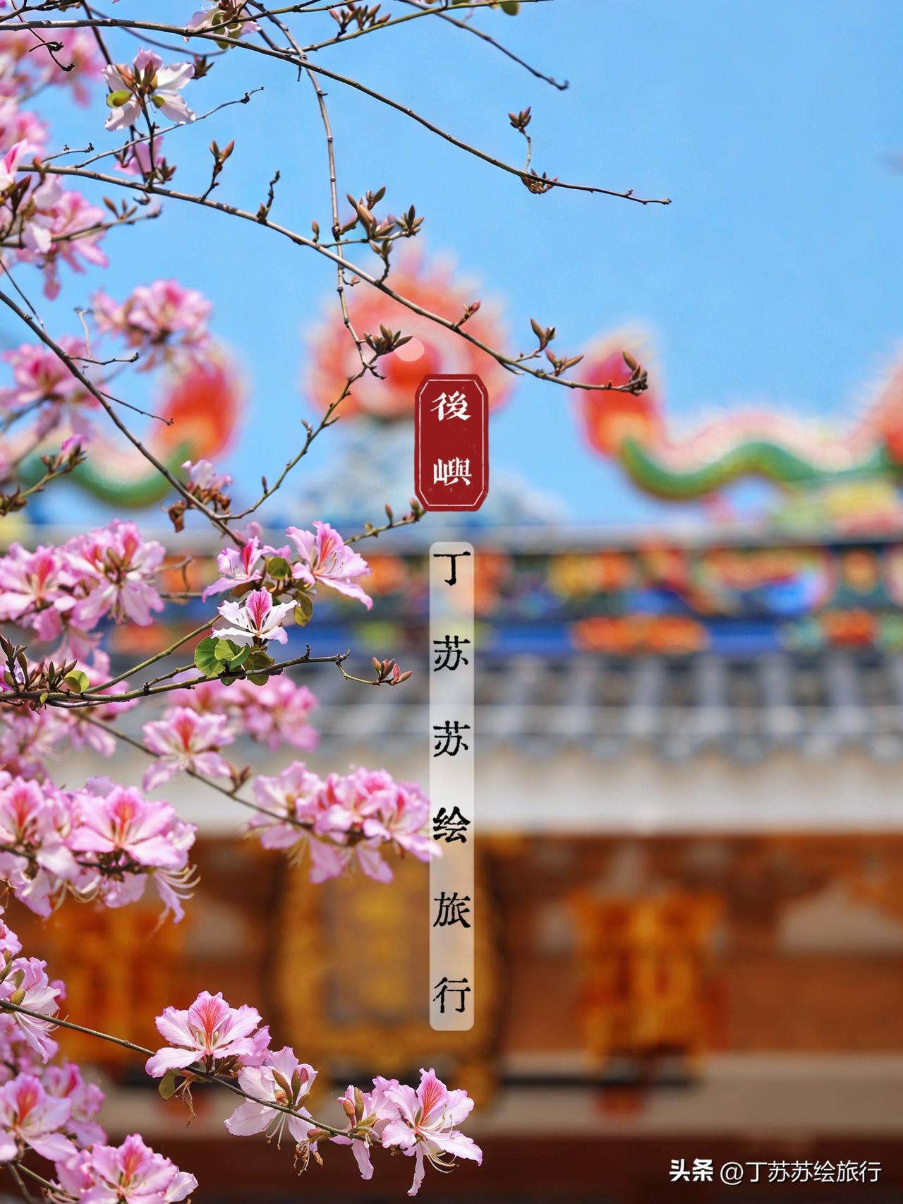 福州马鞍墙+ 黄花风铃+羊蹄甲一站打卡‼️不是上下杭！不是晋安湖！是松山后屿中式