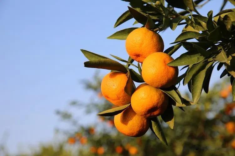 #秋之童话# 
秋天有秋月，秋风，还秋季果。
秋天的水果，你喜欢什么呢？脆柿，还