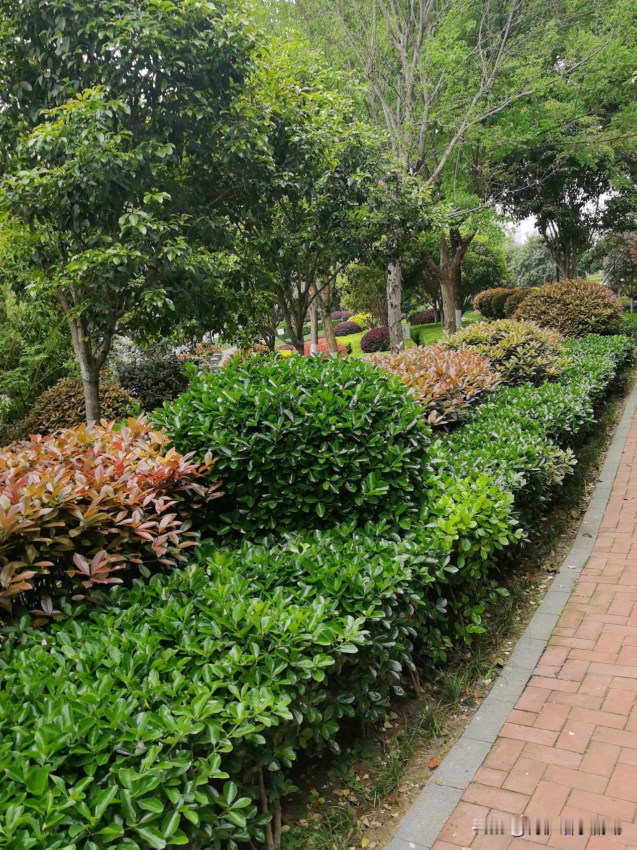 我相册里最近拍的花是小区楼下的月季花。那天傍晚我出门散步，一眼就瞧见了那丛开得正