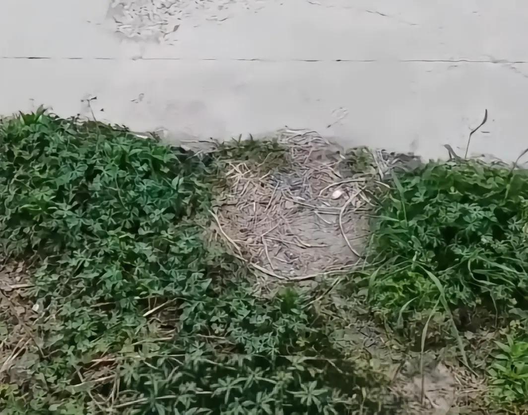 一名男子偶然发现，自己常扔烟头的地方寸草不生，土壤一片枯黄。小小烟头竟对环境造成