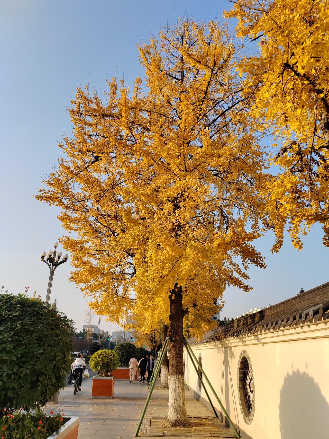 秋日暖阳下，漫步在金牛宾馆前的宁静街道，仿佛掉进了金黄的梦幻世界。
      