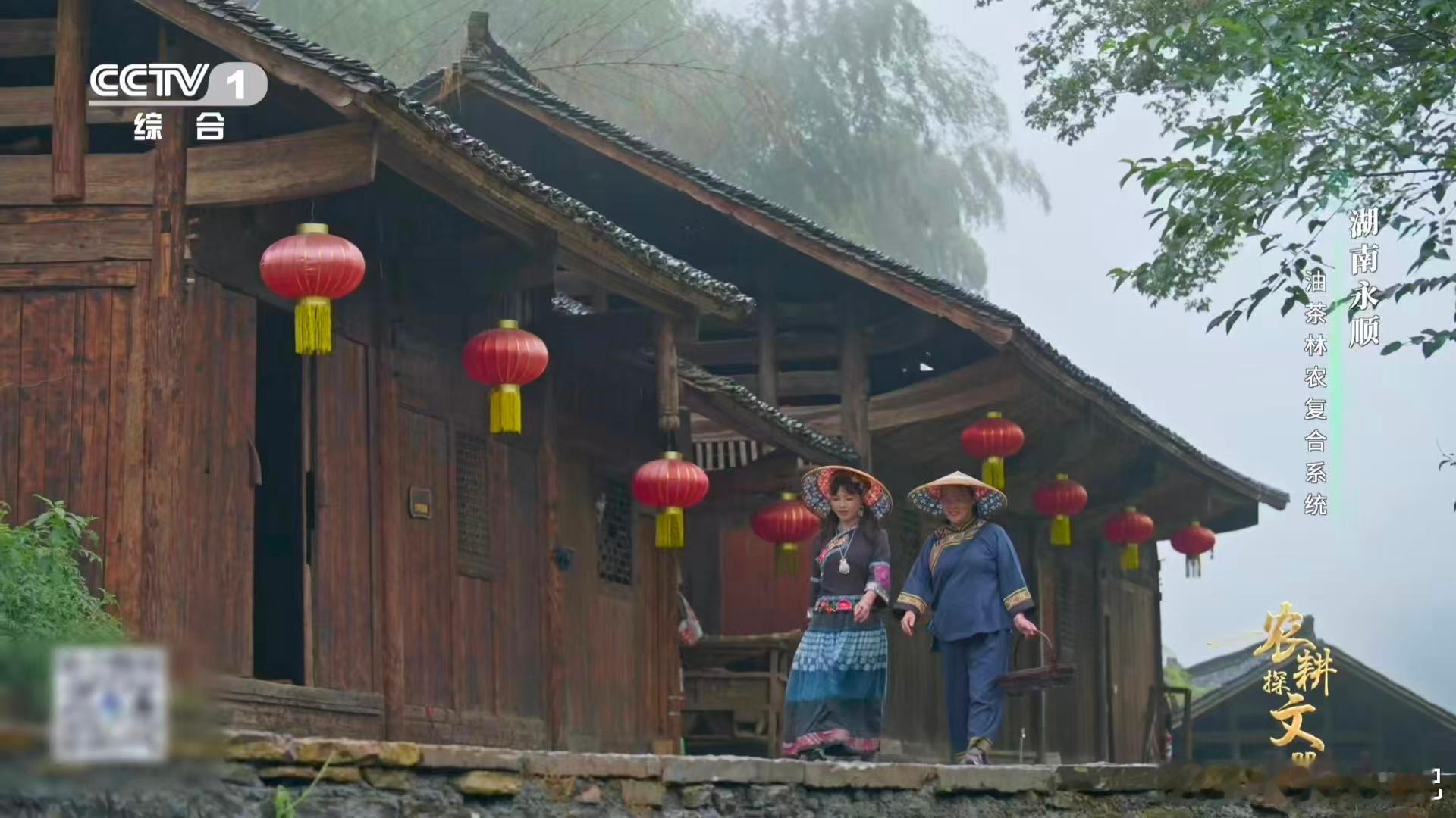 油茶榨干成了洗头神器 湖南永顺油茶把从树到果从油到渣的价值都挖掘出来了，这种物尽