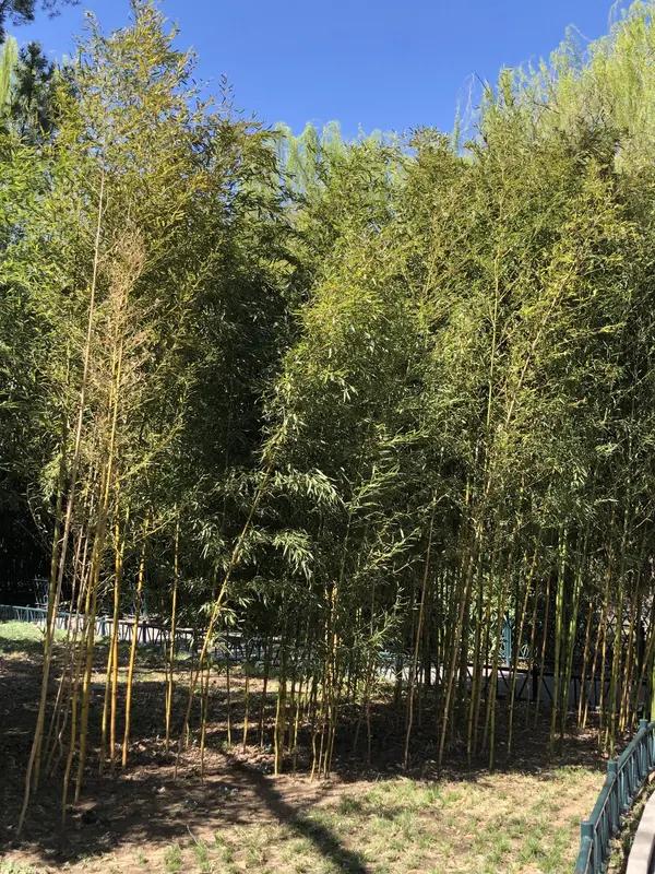 京城的春，的确隐匿于公园的繁华碧水之中。三里河公园便是极好的证明，春风轻拂，垂柳