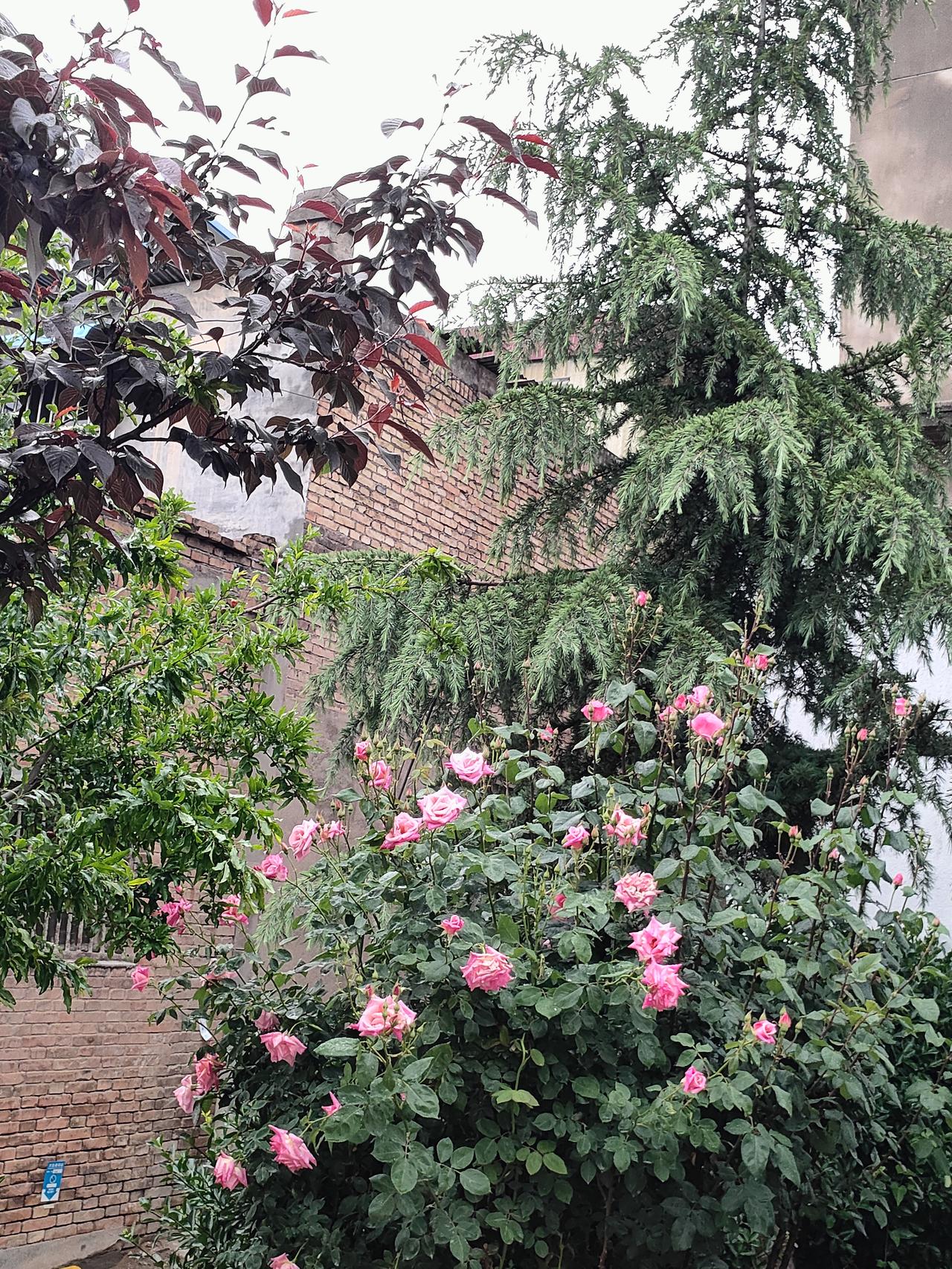 旅行随手拍老墙藏岁月，繁花缀枝头。绿树葱茏，粉玫温柔盛放，寻常巷陌里，藏着人间最