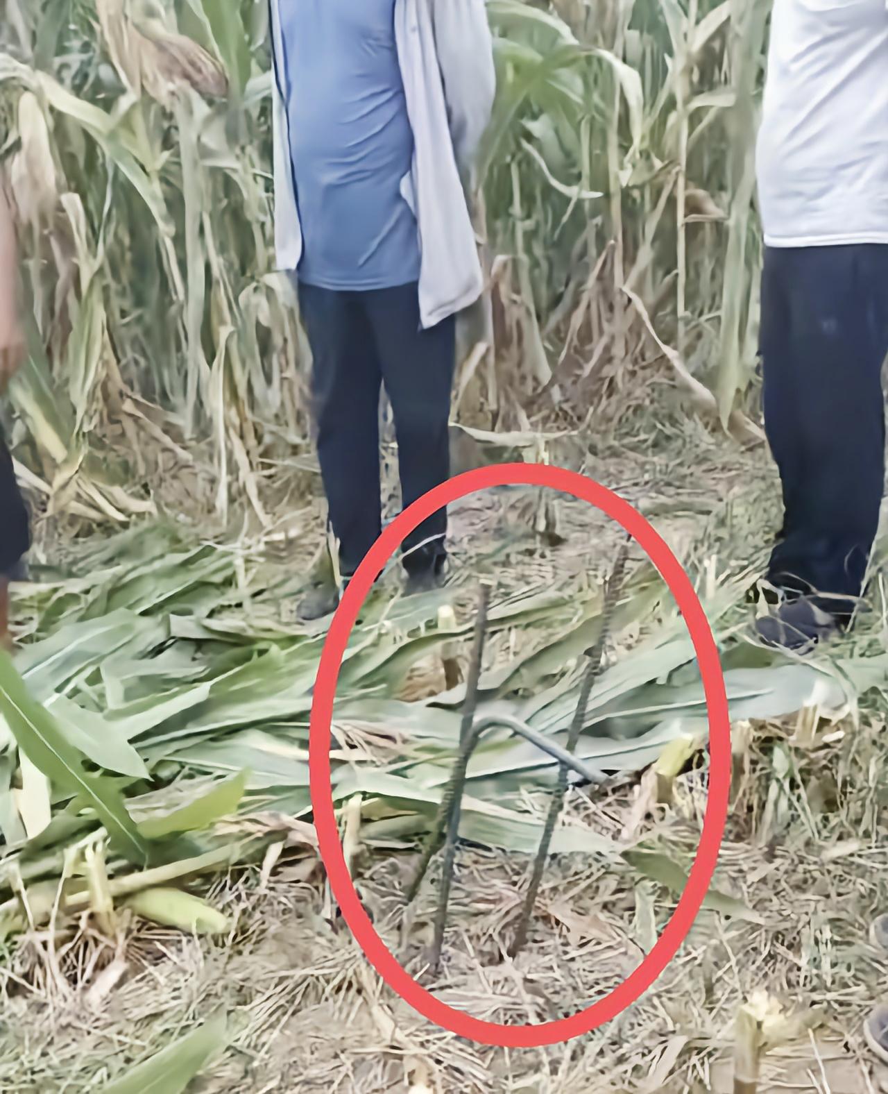 河北邢台，一户村民趁着秋收农忙请了收割机来地里收玉米，谁知道机器刚下地没多久就接