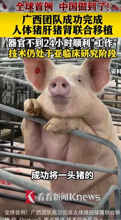全球首例！广西医护团队将一整副猪肝脏搭配两枚猪肾脏，一次性植入一名脑死亡受试者体
