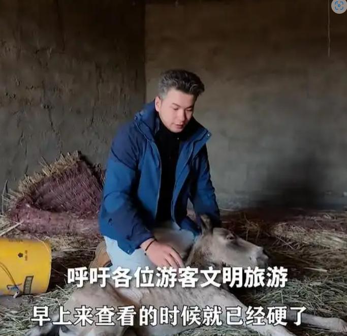 天生坏种！新疆巴音郭楞，一名游客，为了追求镜头下的“史诗级大片”，竟然操控着嗡嗡