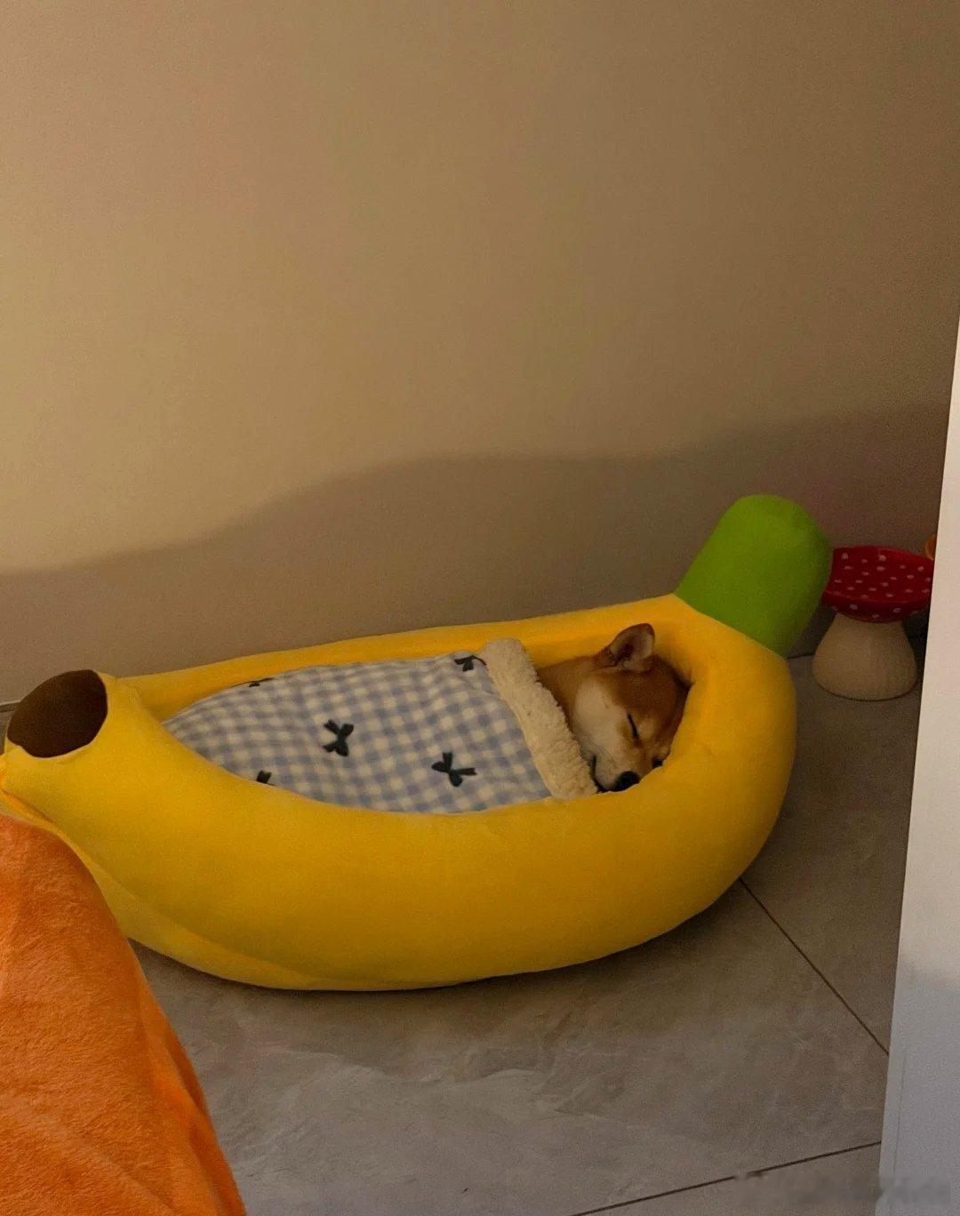 我不行了 虽然我是怕狗的人 但是这个床真的好萌 