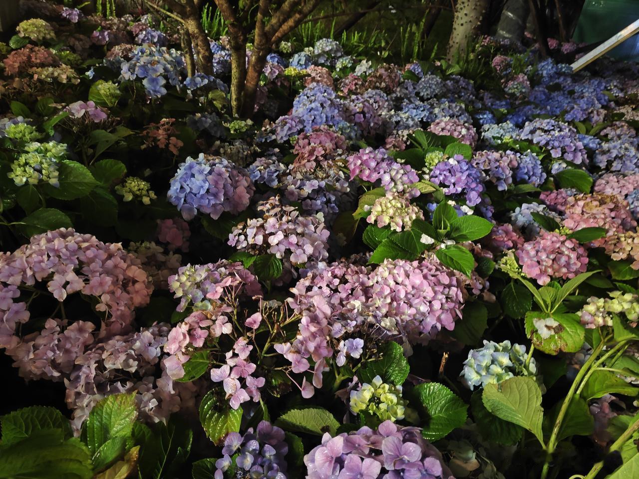 三月的福州春意正好，在上下杭龙岭顶牌坊旁，绣球花迎来盛放期。
粉、蓝、紫渐变花团