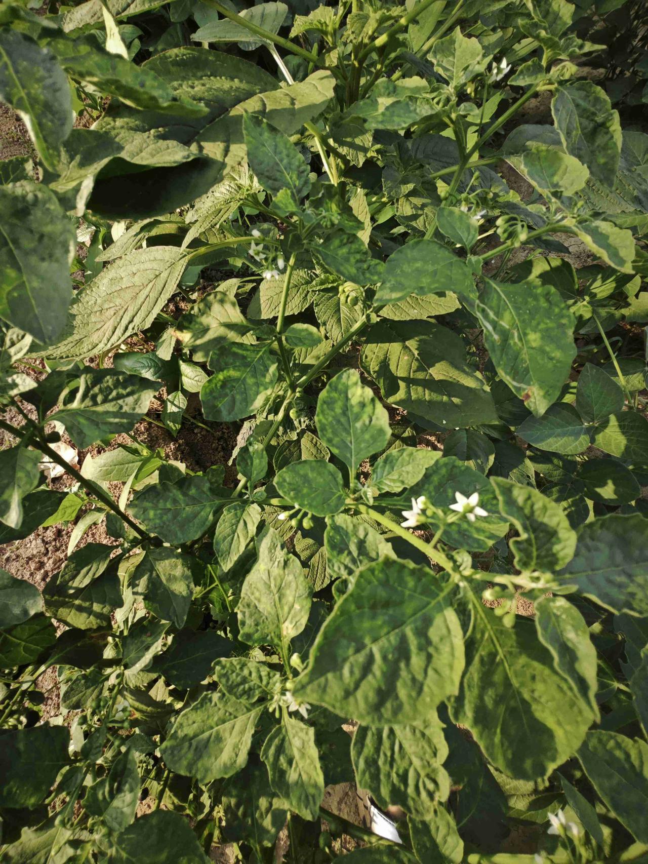 我的今日状态：😁轻松愉快
我这里的天气：☀️晴天
有人吃过这个没有？我的家乡叫