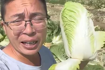 河北康保县“白菜收购环节蘸甲醛保鲜”事件曝光后，现在最冤的可能就是当地的白菜种植