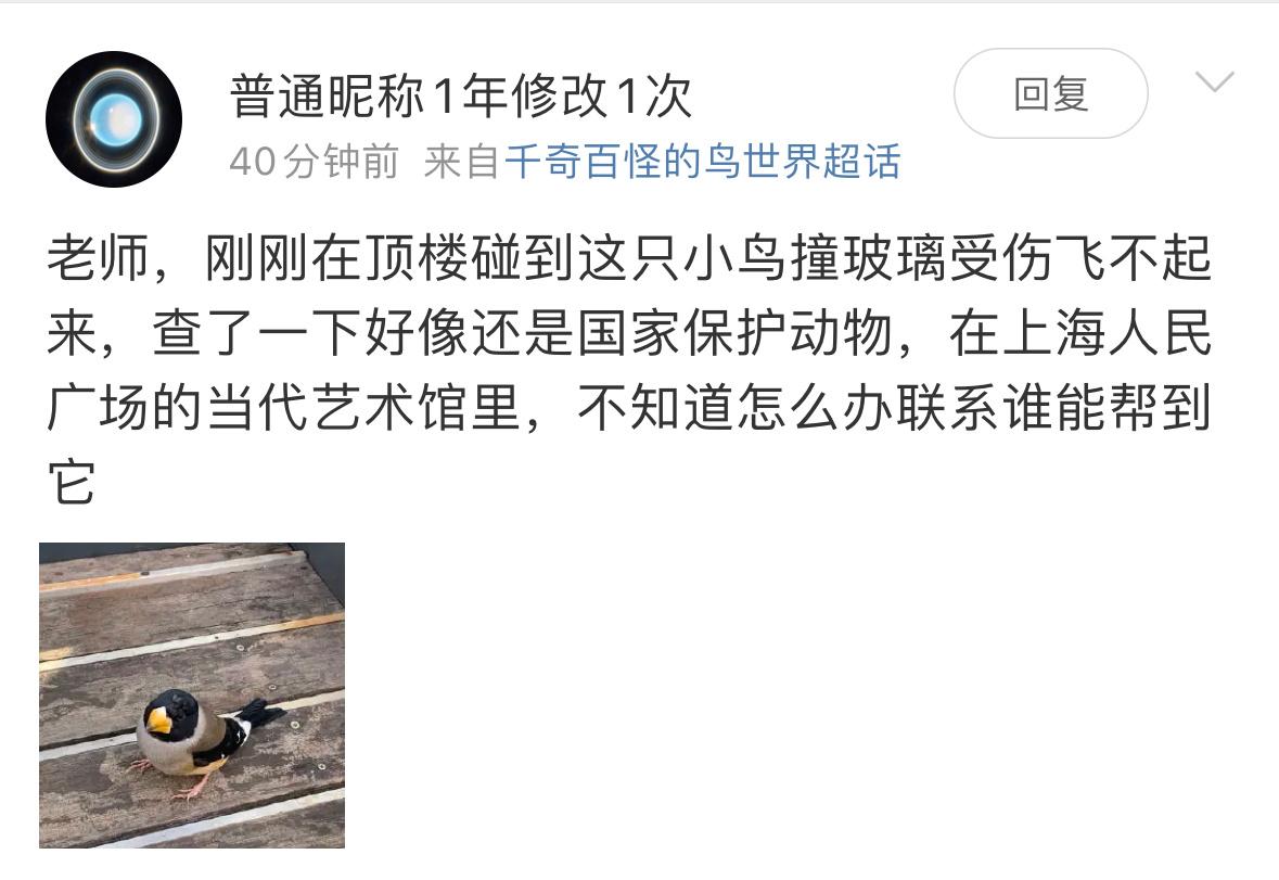 #鸟粉投稿# 撞玻璃的【黑尾蜡嘴雀】给它放在安全的灌木丛休息，一会应该可以飞走的