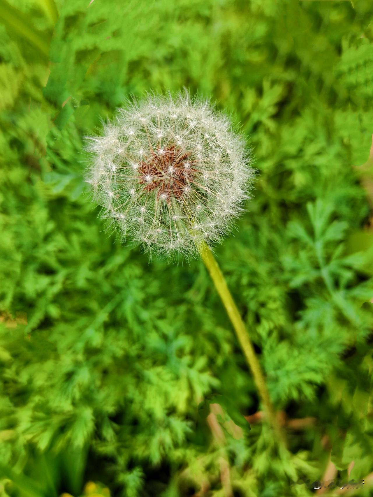 没有艳丽的色彩，没有馥郁的芬芳，蒲公英以一颗轻盈的绒球，承载着对远方的向往，纵使