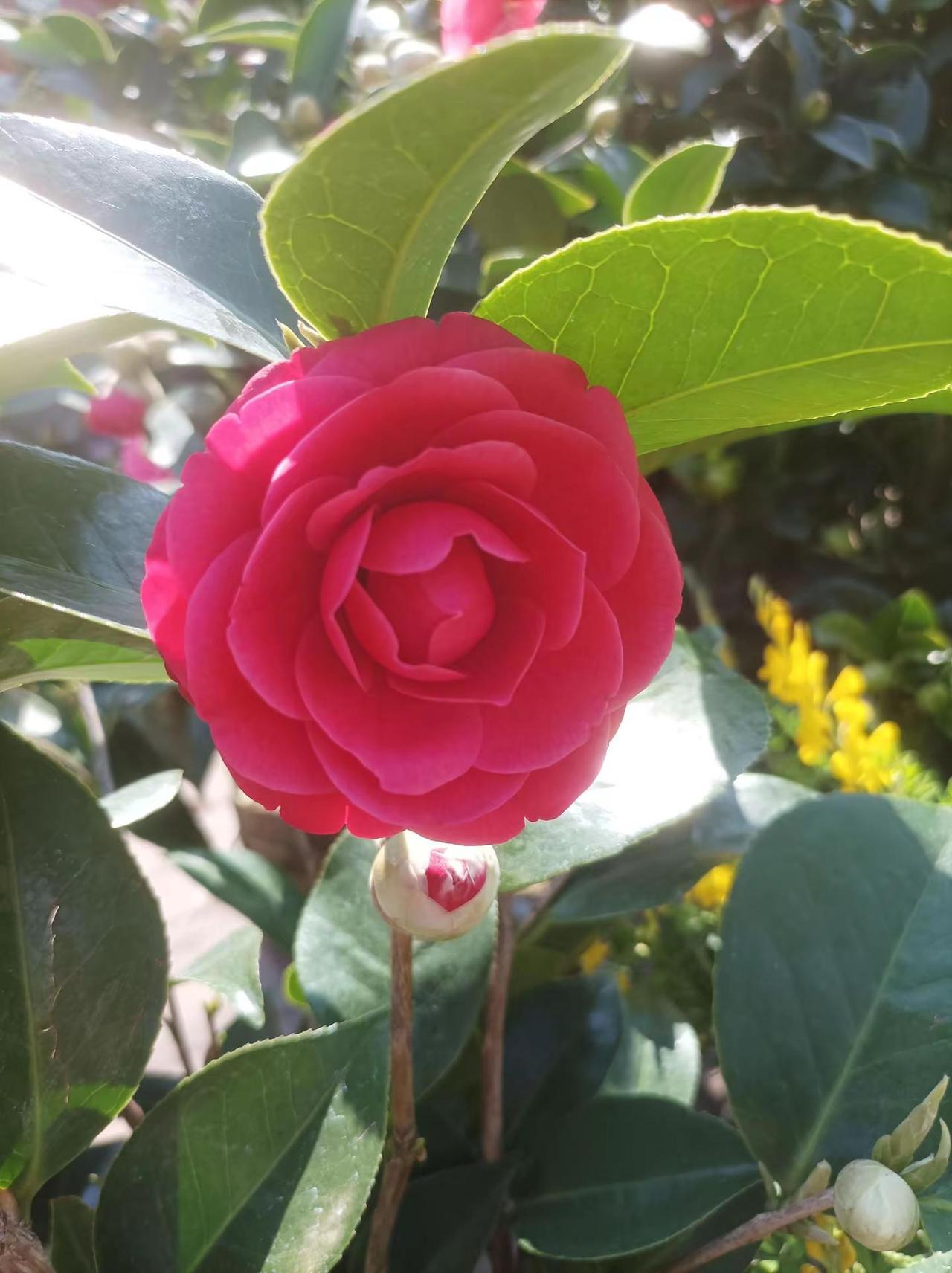 最美花卉