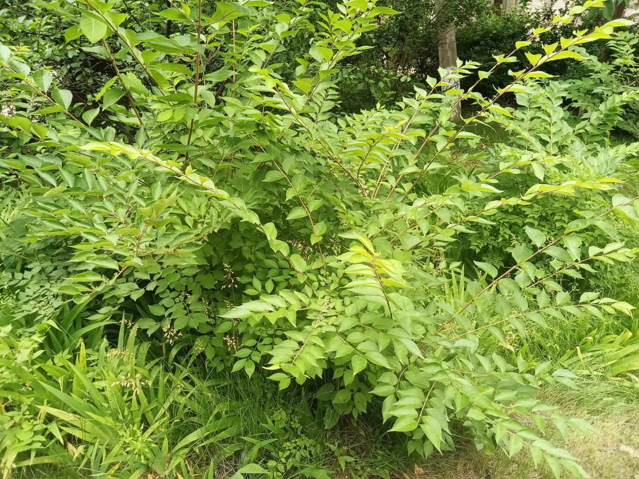 食用油的价格简直是太贵了，今天下午去买油想买50多块钱一桶的五升的那种，有一个超
