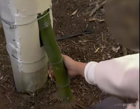 浙江绍兴大街上的一棵竹子，穿透路灯管生长，绝了！绝了！真是一节，一节，又一节;向