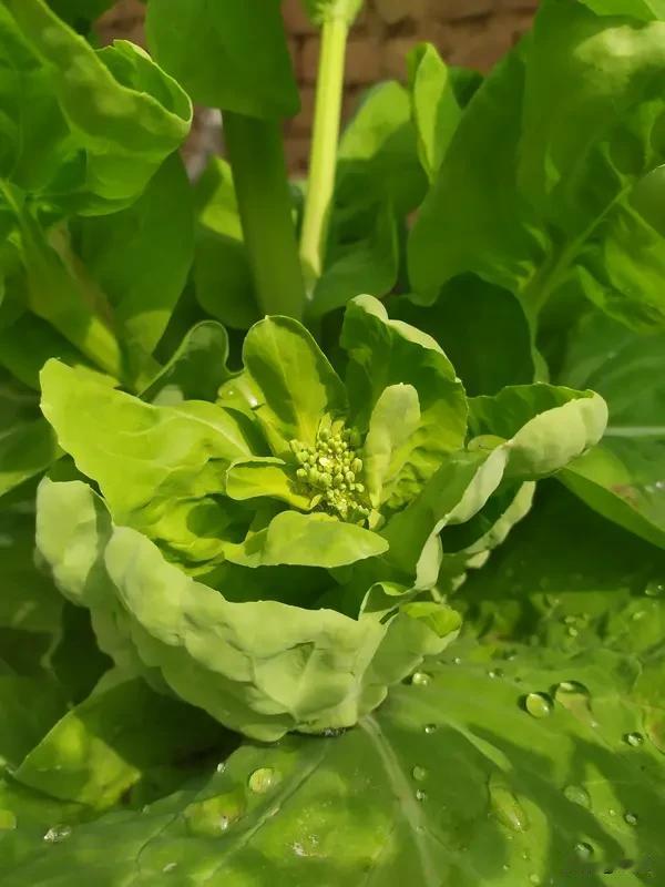 白菜莲座期浇水也是有技巧的
 
刚种白菜的新手别慌，莲座期浇水其实没那么复杂。