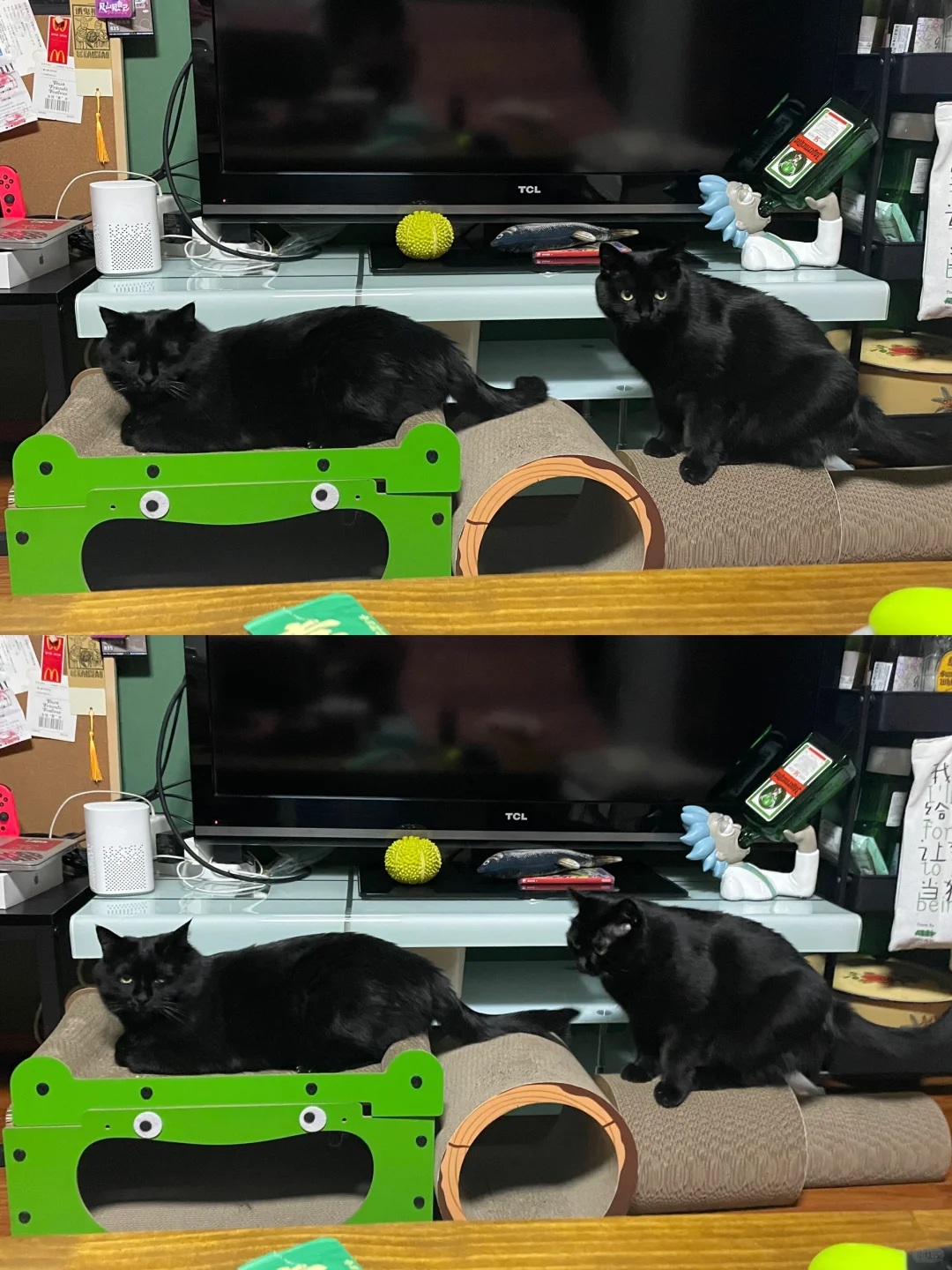 通常来说 一个家里睡不出两种猫 🐈‍⬛🐈‍